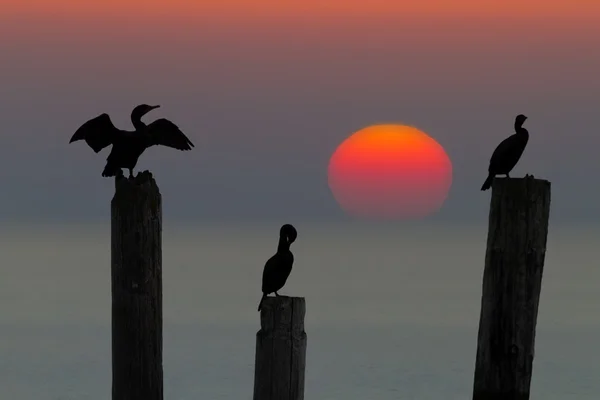 Três corvos-marinhos a desfrutar do pôr-do-sol no mar — Fotografia de Stock