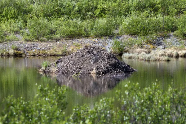 Beaver dam Stockbild