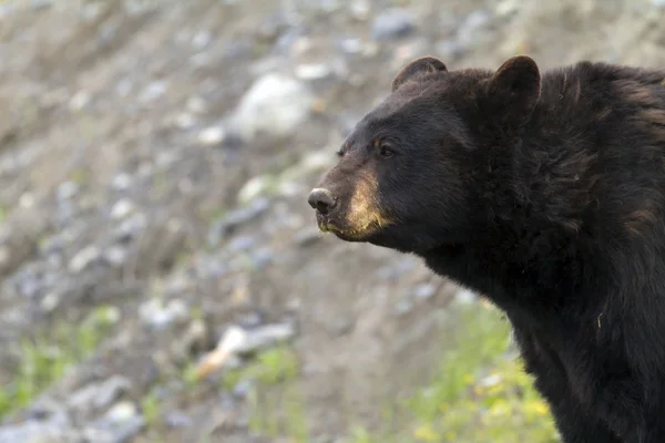 Μαύρη αρκούδα Εικόνα Αρχείου
