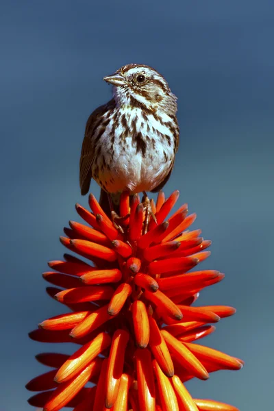 Sperling auf Orangenaloe — Stockfoto