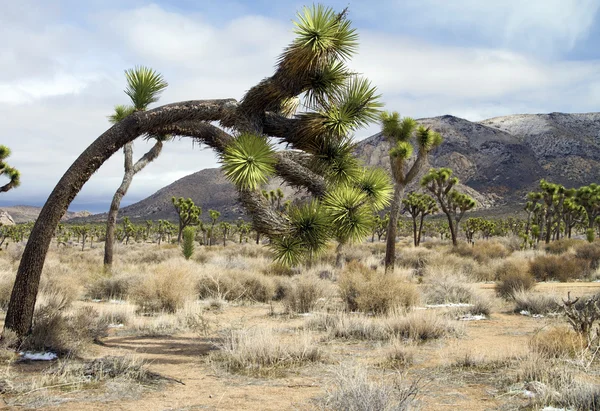 Joshua tree i landskap — Stockfoto