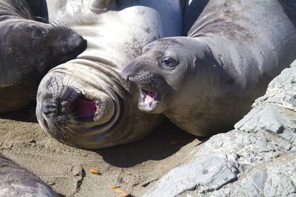 Elefantes de foca bocejando — Fotografia de Stock