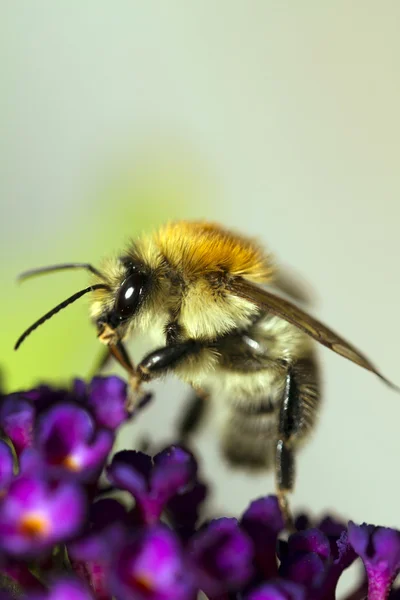 Bumblebee em flor roxa — Fotografia de Stock