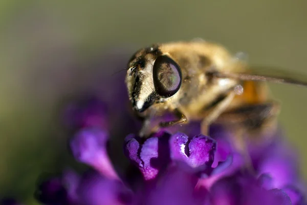 보라색 꽃에 꿀벌 — 스톡 사진