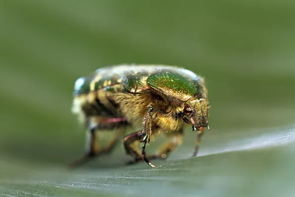 Groene kever op blad — Stockfoto