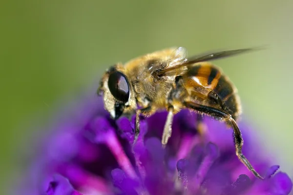 Бджола на фіолетовій квітці — стокове фото