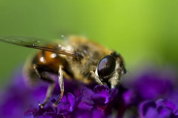 Abeja sobre flor púrpura —  Fotos de Stock