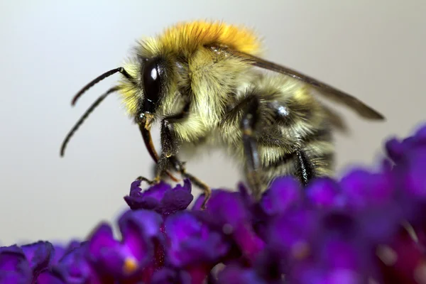 Bumblebee su fiore viola — Foto Stock