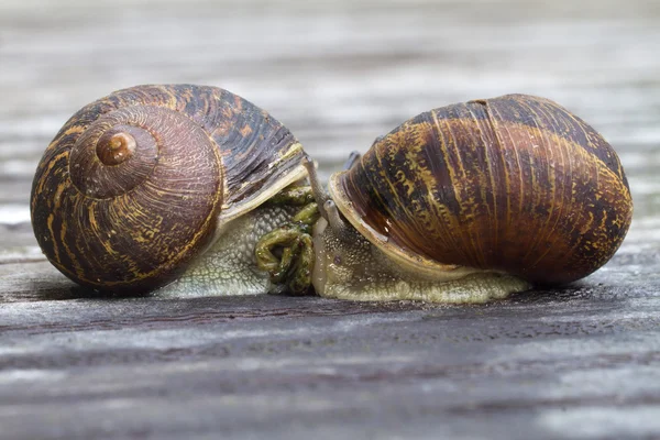 Caracóis acasalamento Fotografia De Stock