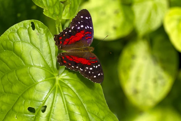 Butterfly — Stock Photo, Image