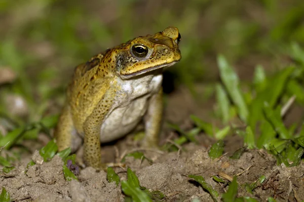 Frog — Stock Photo, Image