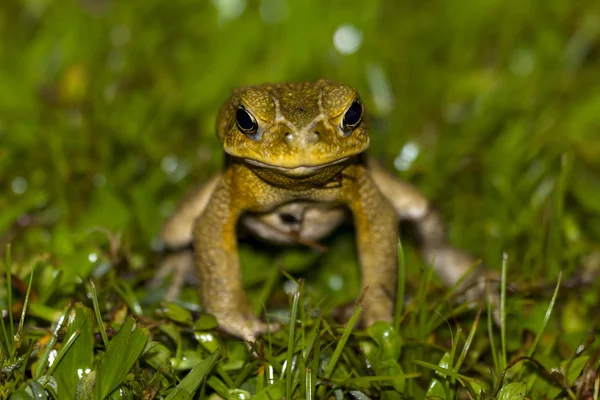 Kikker staren me — Stockfoto