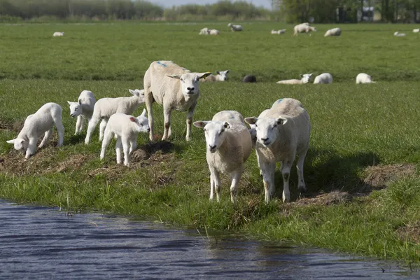 Schaap familie — Stockfoto