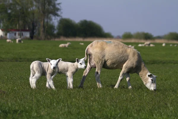 Mãe ovelha com dois bebês — Fotografia de Stock