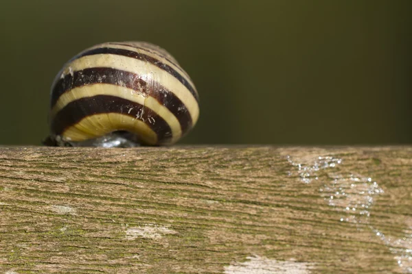 Snail on wooden pillar — Stock Photo, Image