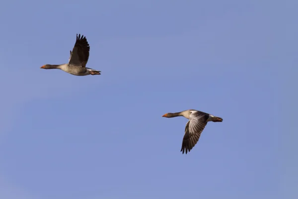 Flygande gäss — Stockfoto