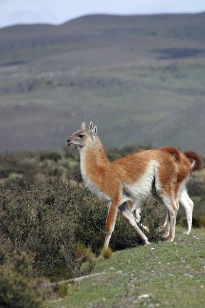 Guanaco — Fotografia de Stock