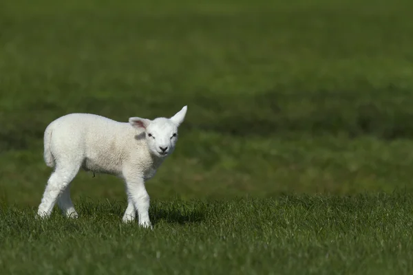 Lamm im grünen Gras Stockfoto