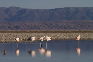 flamingolar göl