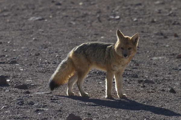 Zorro en los Andes —  Fotos de Stock