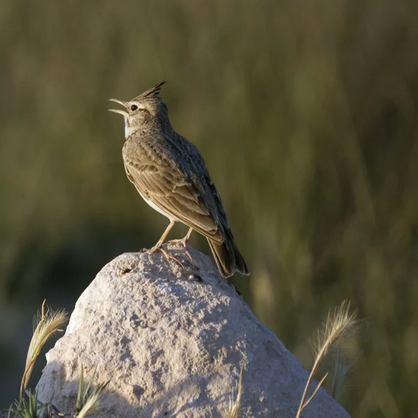 Formazione rocciosa nel deserto — Foto Stock