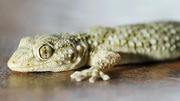 Gecko makro — Stok fotoğraf