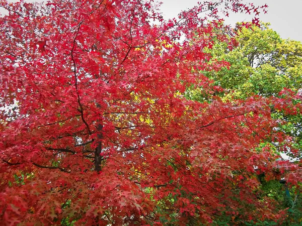 Kleuren Van Natuur Herfst Uckermark — Stockfoto