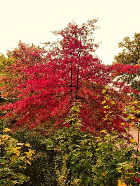 Die Farben Der Natur Herbst Der Uckermark — Stockfoto
