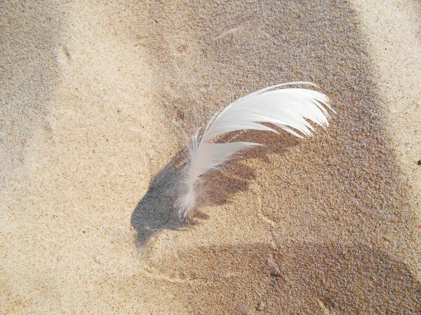 Bird Feather Sand Coast Stock Picture