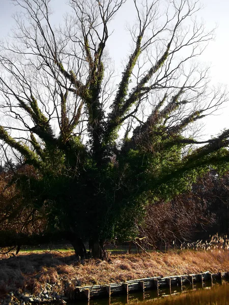Tree Banks Havel — Stockfoto