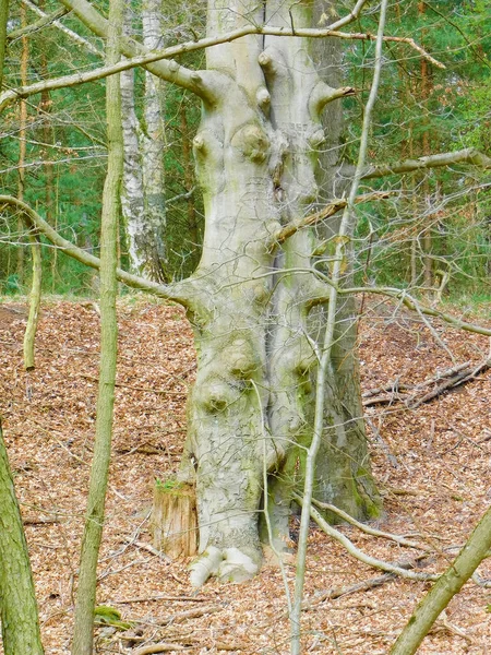 Uckermark Taki Eski Kayın — Stok fotoğraf