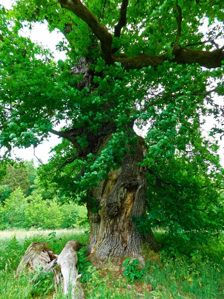 400 500 Anos Idade Carvalho Perto Warthe Uckermark — Fotografia de Stock