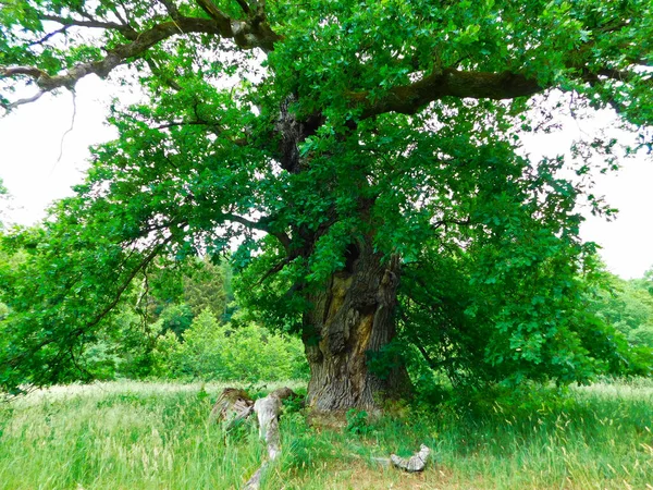 400 500 Jaar Oude Eik Bij Warthe Het Uckermark — Stockfoto