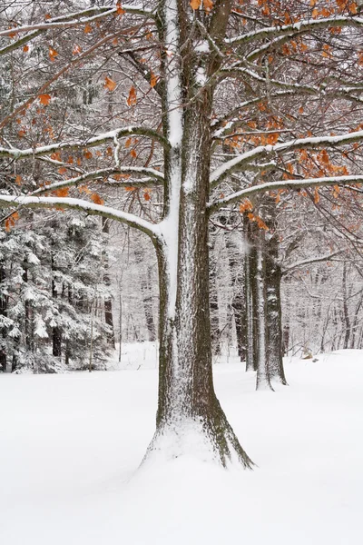 Árvore de carvalho em neve fresca — Fotografia de Stock