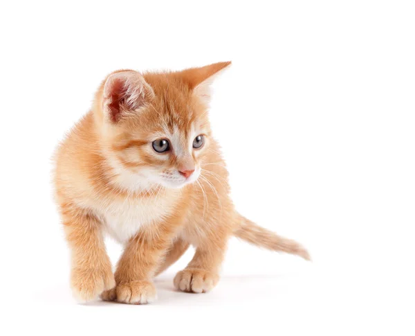 Lindo gatito jugando en blanco . — Foto de Stock