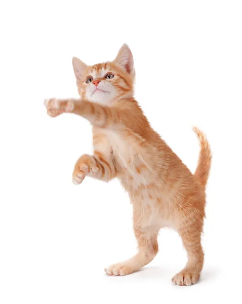 Cute kitten standing and playing on white. — Stock Photo, Image