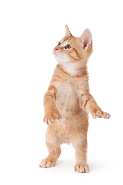 Gatinho laranja bonito com grandes patas de pé em suas patas traseiras jogando em um fundo branco
. Fotografias De Stock Royalty-Free