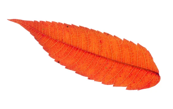 Kolorowe sumaka czerwony liść na białym tle — Zdjęcie stockowe