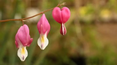 Kalbi kanayan çiçek (Lamprocapnos Spectabilis)