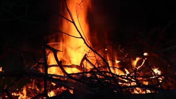 Foc de tabără noaptea — Videoclip de stoc