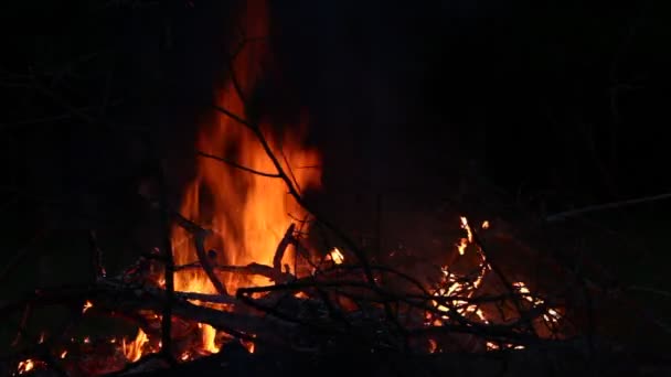 Bonfire at night — Stock Video