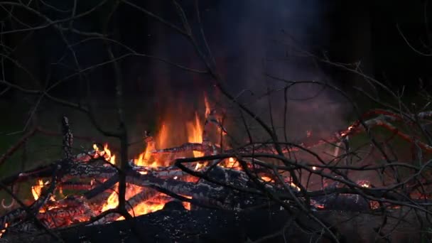 Багаття вночі — стокове відео