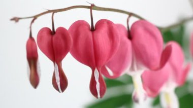 beyaz izole kalp kanama çiçek (lamprocapnos spectabilis).