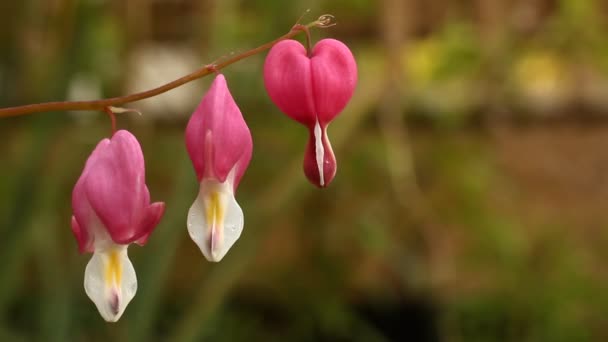 Болем у серці квіти (Lamprocapnos Spectabilis) — стокове відео