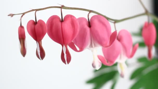 Flores Sangrantes del Corazón (Lamprocapnos Spectabilis) aisladas en blanco . — Vídeo de stock