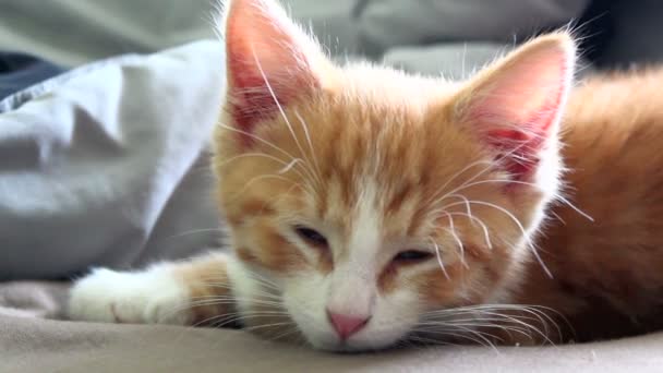 Симпатичный сонный апельсиновый котенок — стоковое видео
