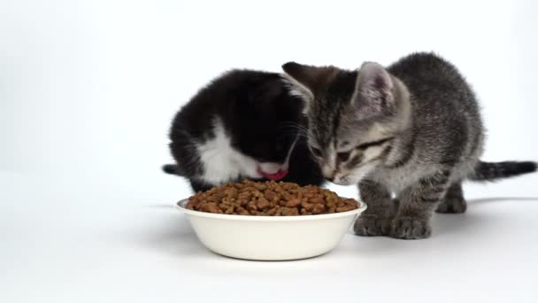 Roztomilá koťátka jíst potraviny na bílém pozadí — Stock video