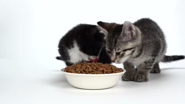cute kitten eating