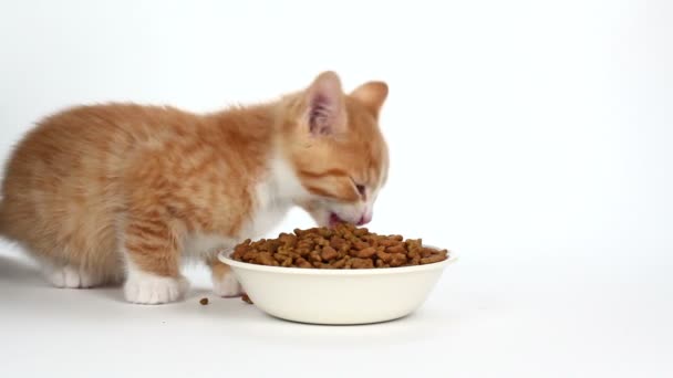 Cute orange kitten eating food on white — Stock Video