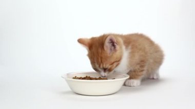 Beyaz yemek yeme tatlı turuncu kedicik